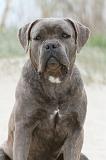 CANE CORSO 584
